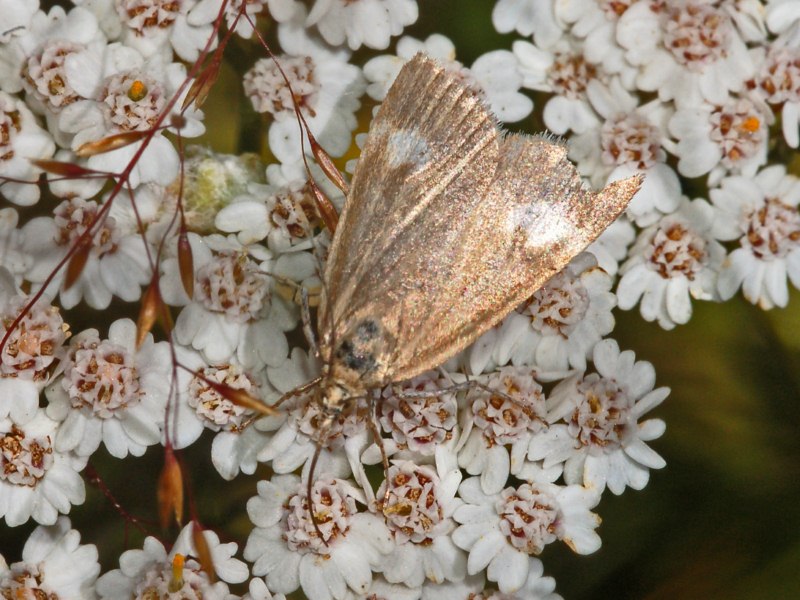 Una farfalletta perlacea da identificare
